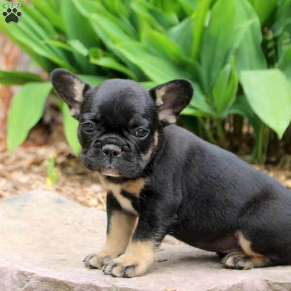Preston, French Bulldog Puppy