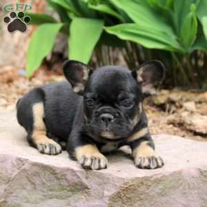 Preston, French Bulldog Puppy