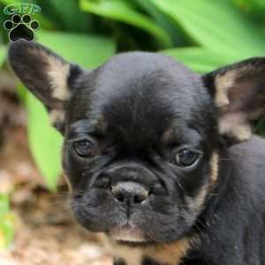 Preston, French Bulldog Puppy