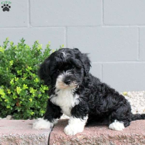 Pretzel, Havapoo Puppy