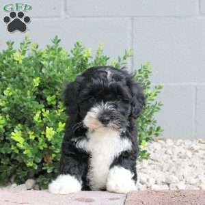 Pretzel, Havapoo Puppy