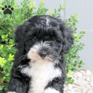 Pretzel, Havapoo Puppy