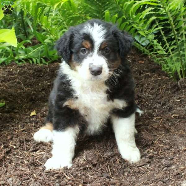 Prince, Australian Shepherd Puppy