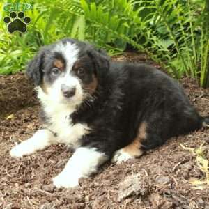 Prince, Australian Shepherd Puppy