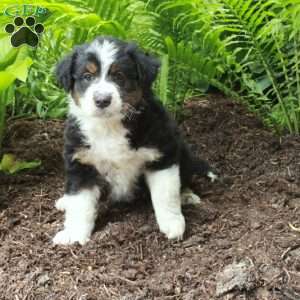 Prince, Australian Shepherd Puppy