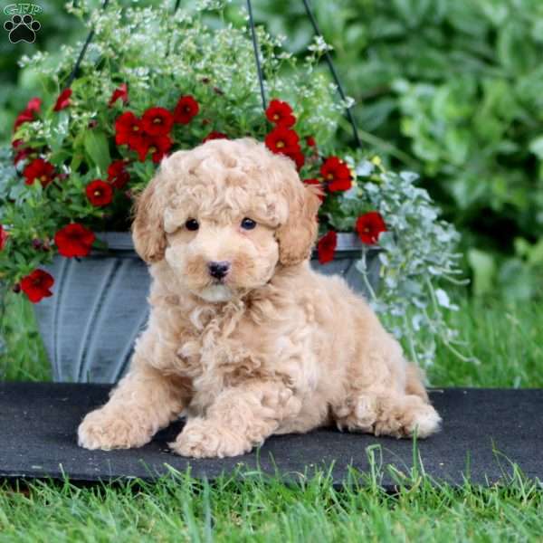 Prince, Miniature Poodle Puppy