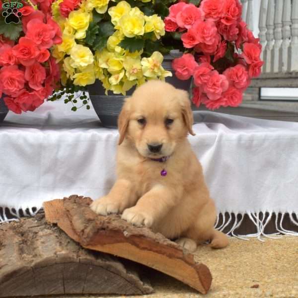 Princess, Golden Retriever Puppy