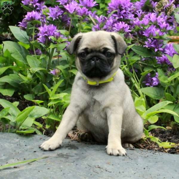 Princess, Pug Puppy