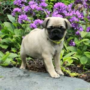 Princess, Pug Puppy