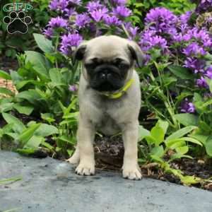 Princess, Pug Puppy
