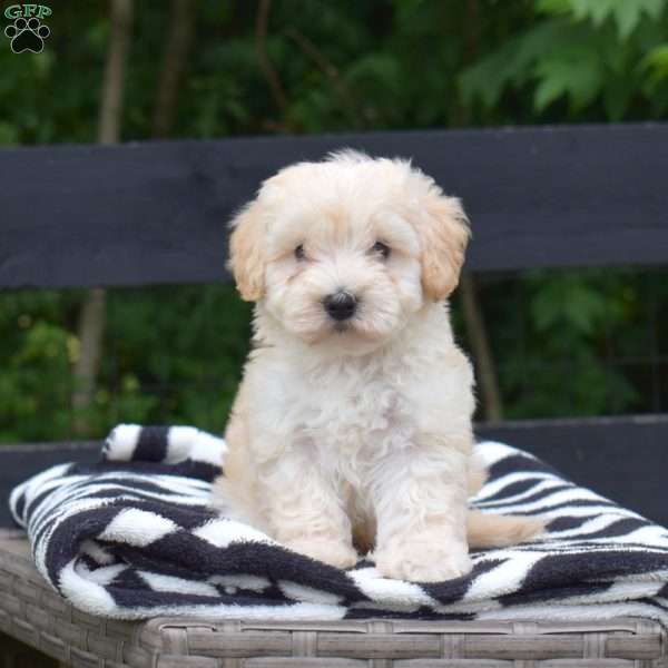 Pringles, Maltipoo Puppy