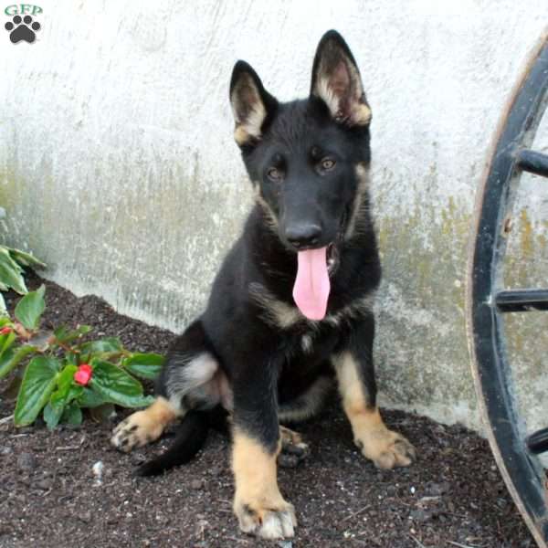 Puck, German Shepherd Puppy