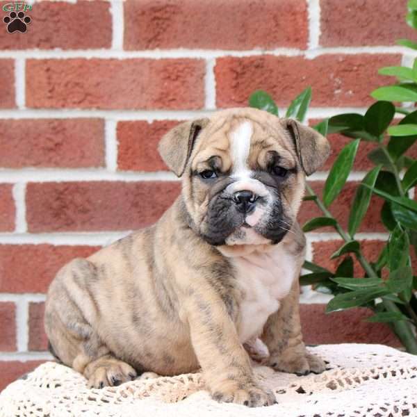 Pudding, English Bulldog Puppy