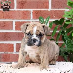 Pudding, English Bulldog Puppy