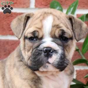 Pudding, English Bulldog Puppy
