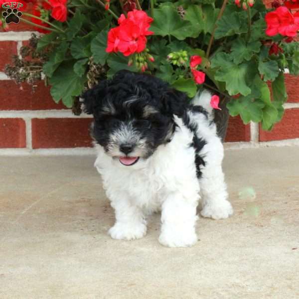 Puddles, Maltipoo Puppy
