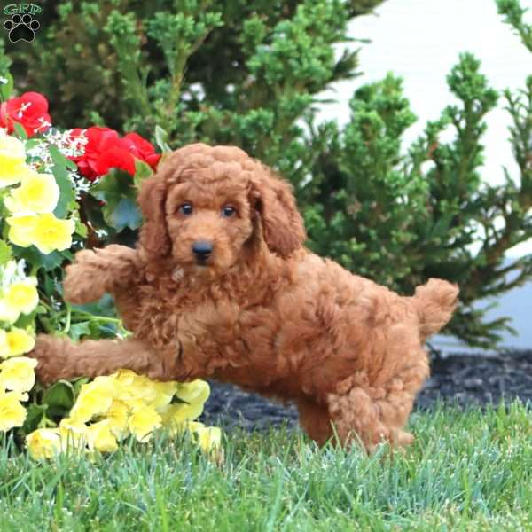 Puff, Miniature Poodle Puppy