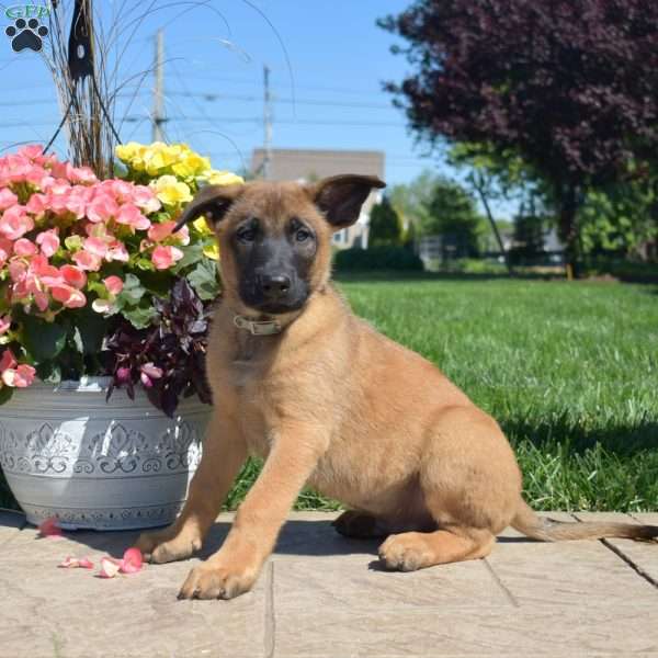 Puma, Belgian Malinois Mix Puppy