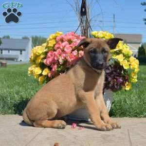 Puma, Belgian Malinois Mix Puppy