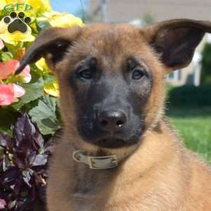 Puma, Belgian Malinois Mix Puppy