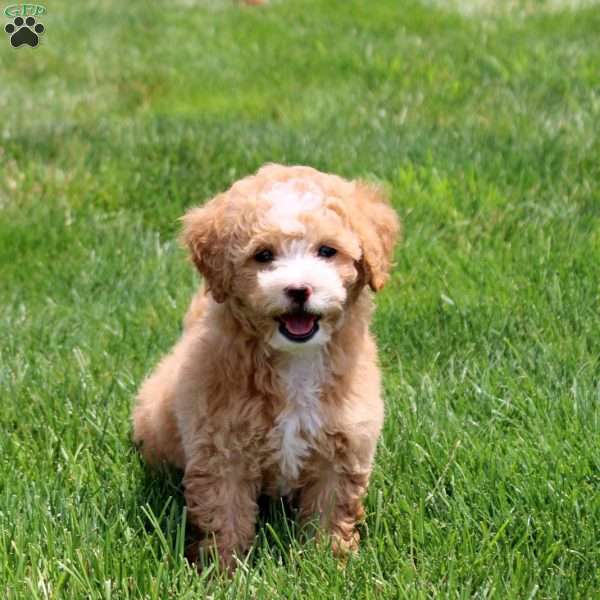 Queenie, Bich-Poo Puppy