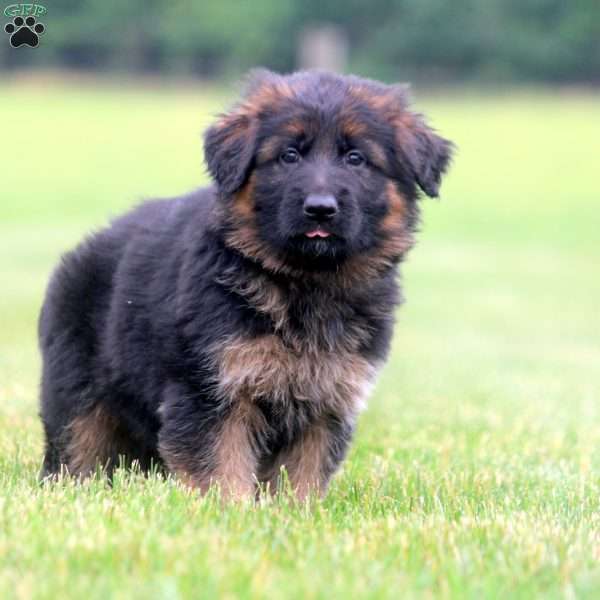 Queenie, German Shepherd Puppy
