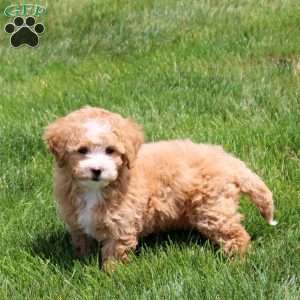 Queenie, Bich-Poo Puppy
