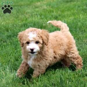 Queenie, Bich-Poo Puppy