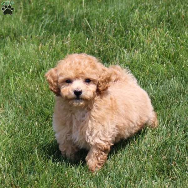 Quest, Bich-Poo Puppy
