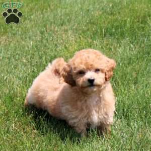 Quest, Bich-Poo Puppy