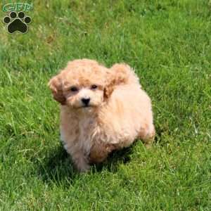 Quest, Bich-Poo Puppy