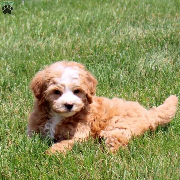 Quinn, Bich-Poo Puppy