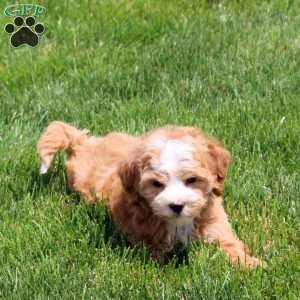Quinn, Bich-Poo Puppy