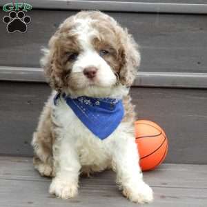 Royal, Cockapoo Puppy