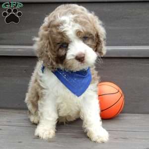 Royal, Cockapoo Puppy