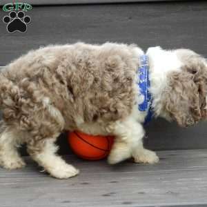 Royal, Cockapoo Puppy