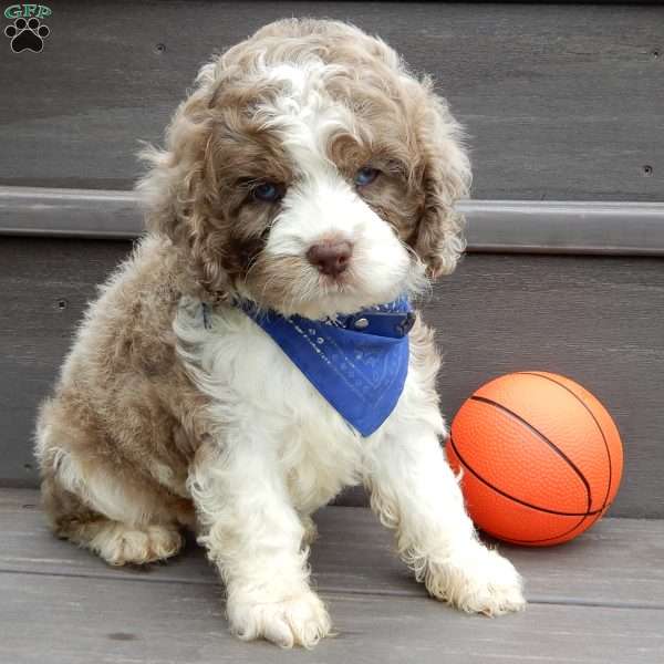 Royal, Cockapoo Puppy