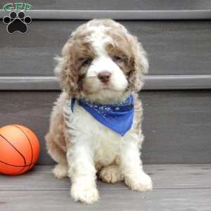 Royal, Cockapoo Puppy