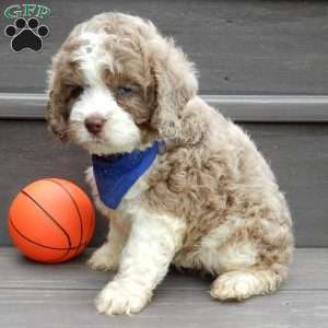 Royal, Cockapoo Puppy