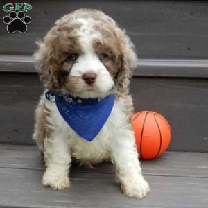Royal, Cockapoo Puppy