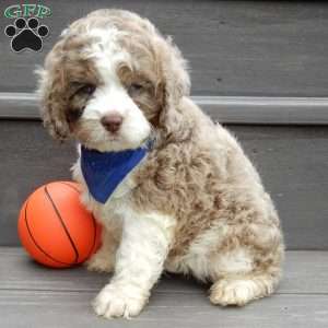 Royal, Cockapoo Puppy