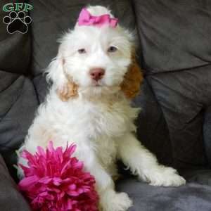 Dolly, Cockapoo Puppy