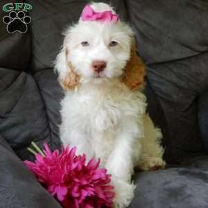 Dolly, Cockapoo Puppy