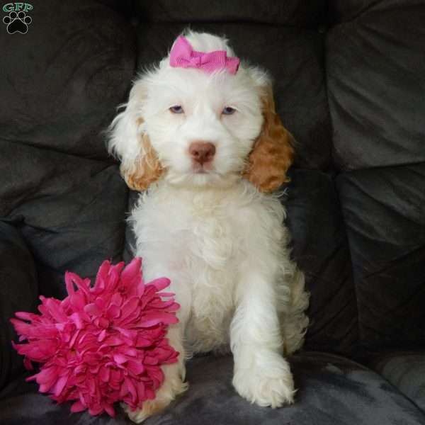 Dolly, Cockapoo Puppy