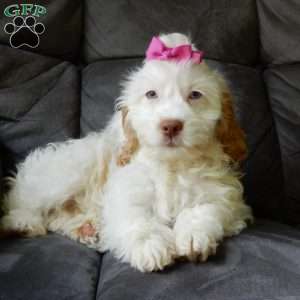 Dolly, Cockapoo Puppy