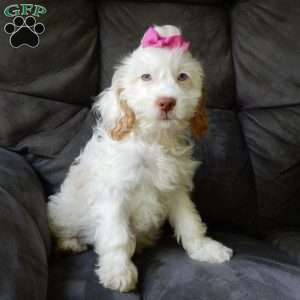 Dolly, Cockapoo Puppy