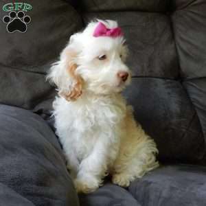 Dolly, Cockapoo Puppy