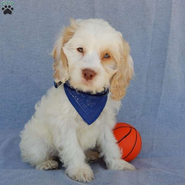 Lucky, Cockapoo Puppy