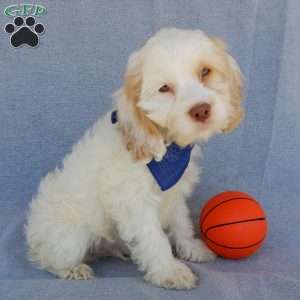 Lucky, Cockapoo Puppy