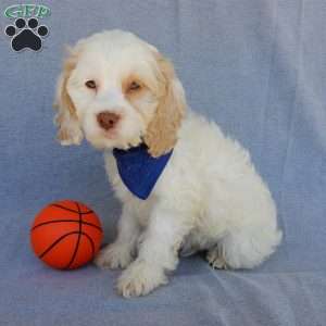 Lucky, Cockapoo Puppy